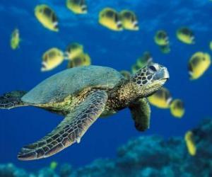 пазл Морская черепаха